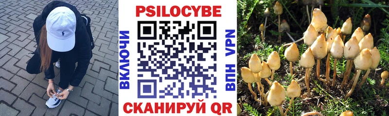Купить закладки  Новоузенск  Галлюциногенные грибы Psilocybe 